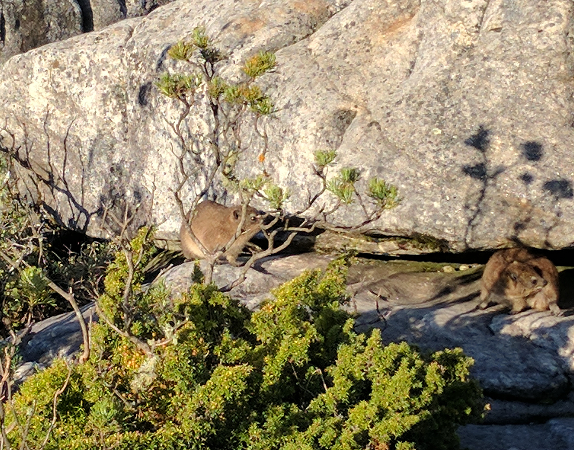 dassie.jpg
