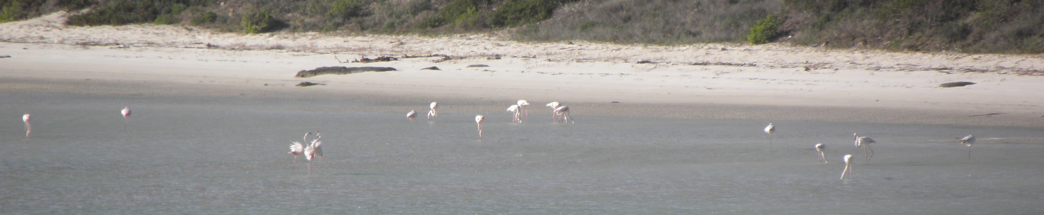 flamingo.jpg