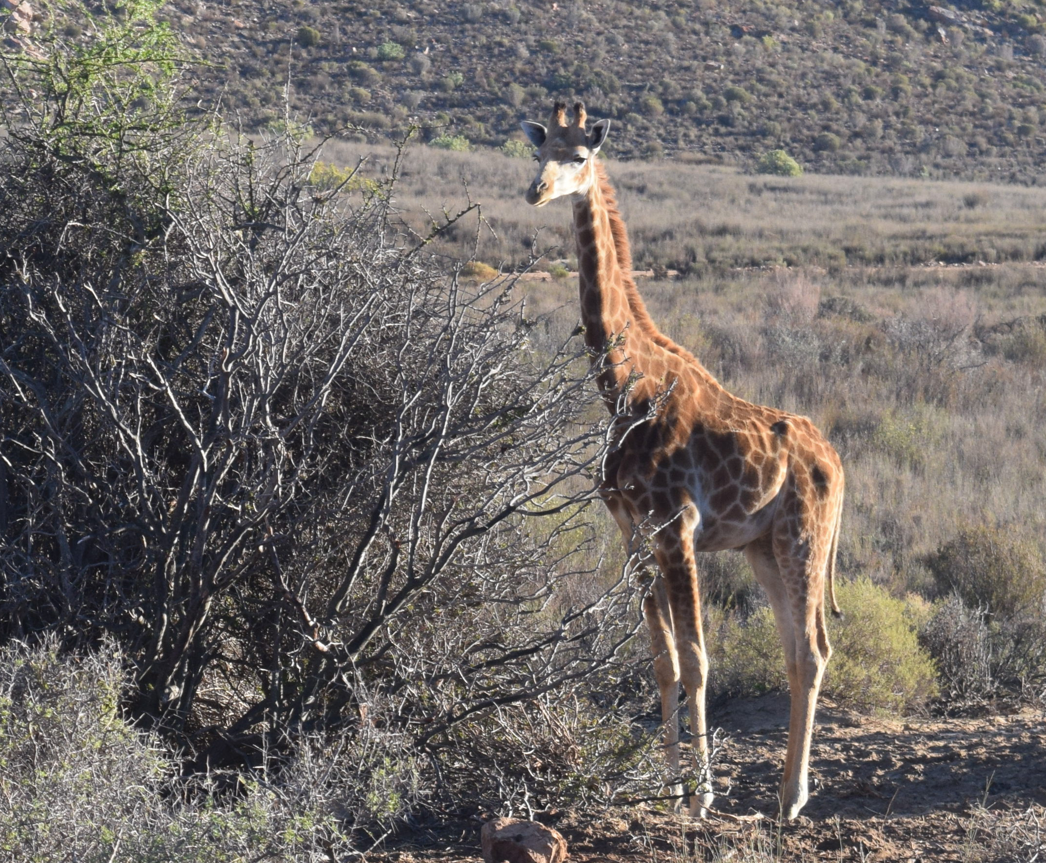 giraffe