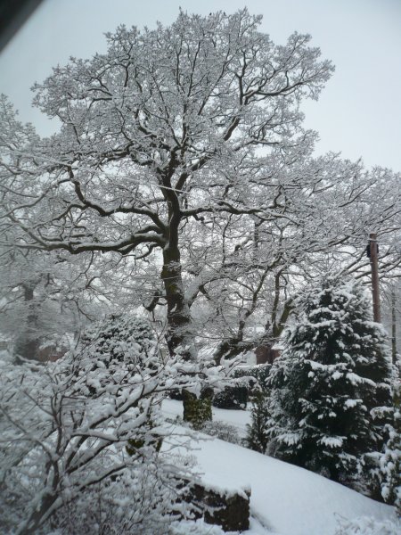 everything is white